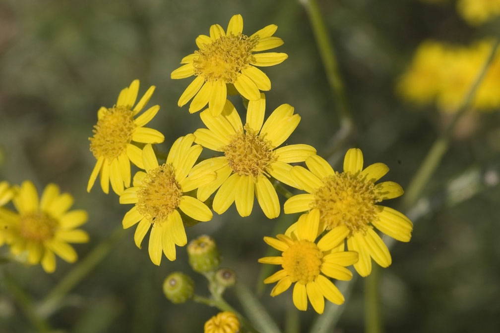 Senecio cfr. leucanthemifolius Poiret
